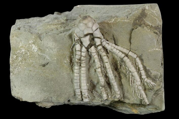 Fossil Crinoid (Phanocrinus) - Anna, Illinois #118932